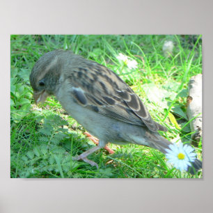 Póster poster de pájaros espárragos