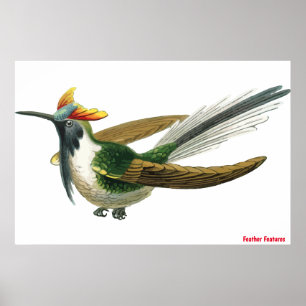 Póster Poster de pájaros Feathered