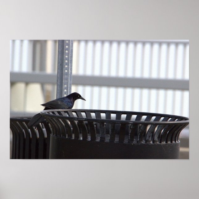 Póster Poster de pájaros Grackes Frecuentes (Frente)