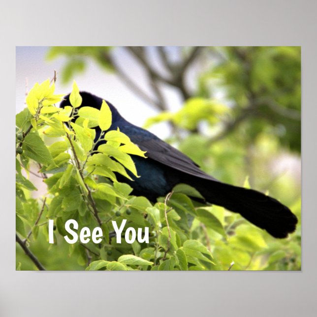 Póster Poster de pájaros Grackle (Frente)