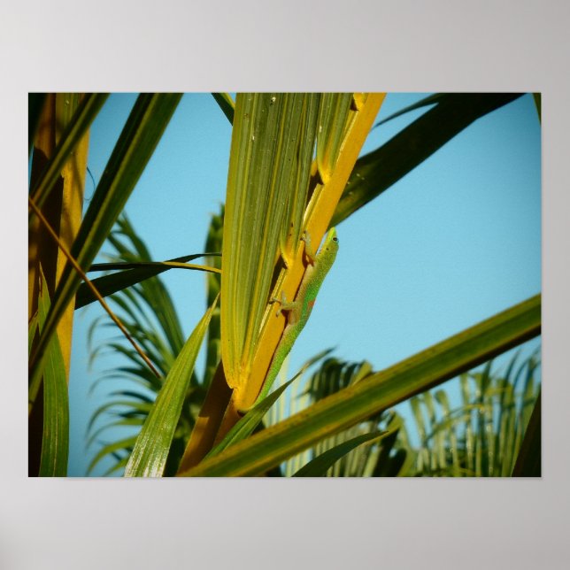 Póster Poster de palma gecko de Hawaii (Frente)