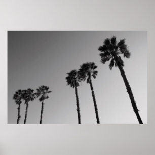 Póster Poster de palmeras tropicales,Imprimir