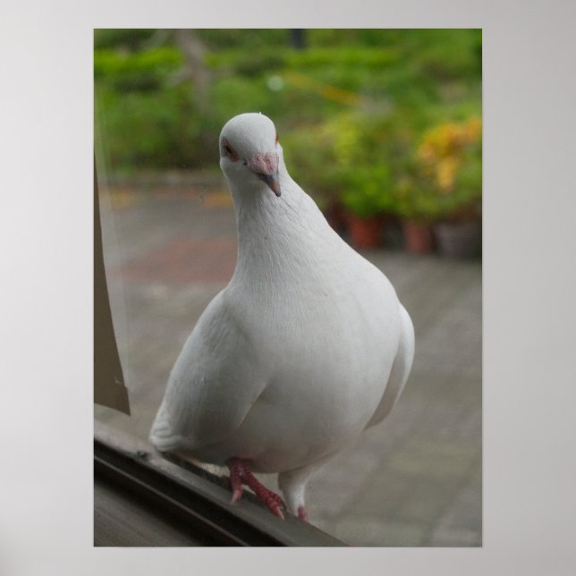 Póster Poster de palomas blancas (Frente)