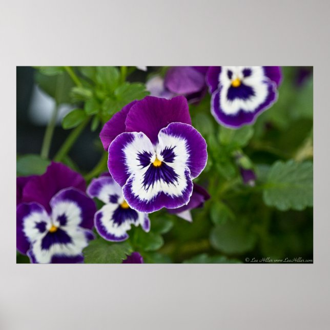 Póster Poster de pansy Royal Purple and White Matrix (Frente)