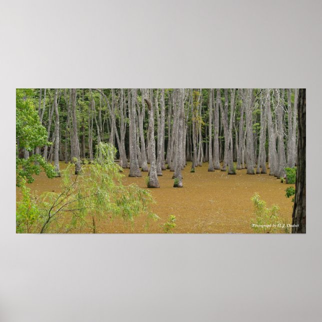 Póster Poster de pantano místico (Frente)