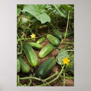 Póster Poster de parches de pepino (en muchos tamaños)