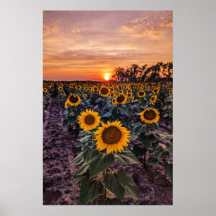 Póster poster de pared 20x30