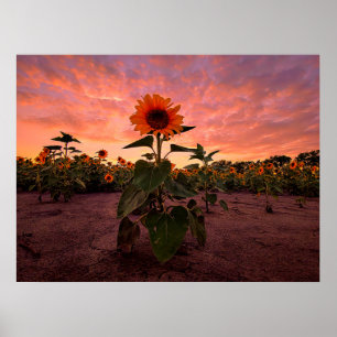 Póster poster de pared 24x18