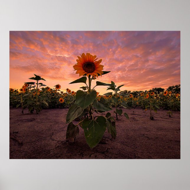 Póster poster de pared 24x18 (Frente)