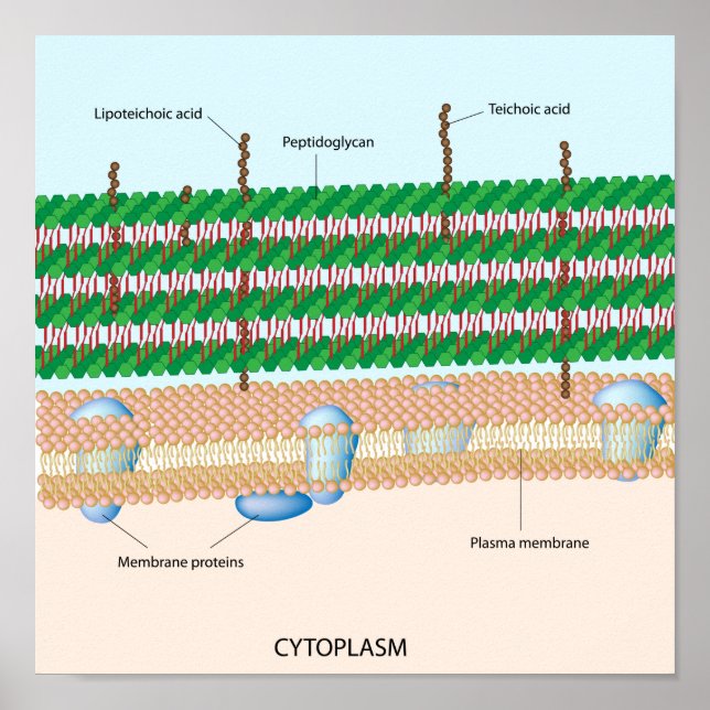 pared celular bacteriana gram positiva