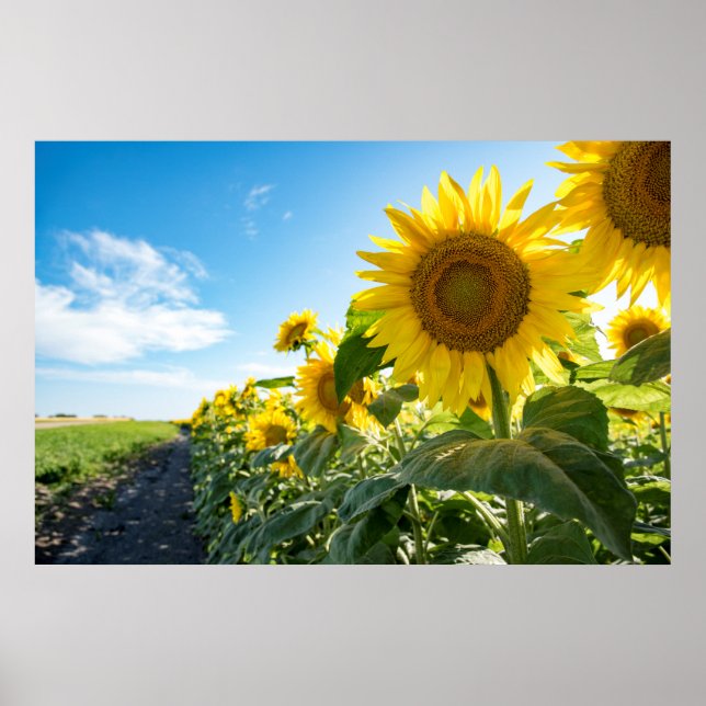 Póster poster de pared de 36x24 (Frente)