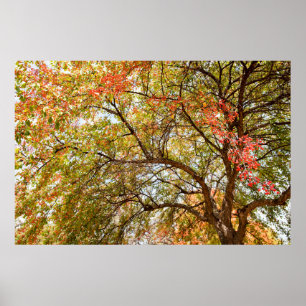 Póster poster de pared de 36x24