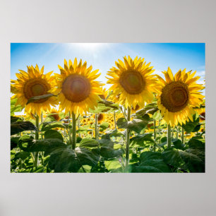 Póster poster de pared de 36x24