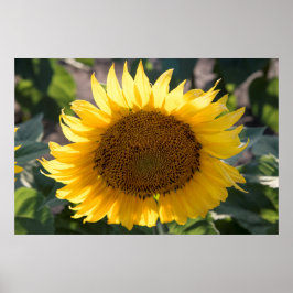 Póster poster de pared de 36x24