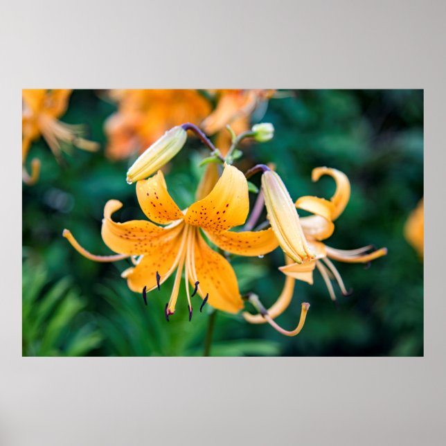 Póster poster de pared de 36x24 (Frente)