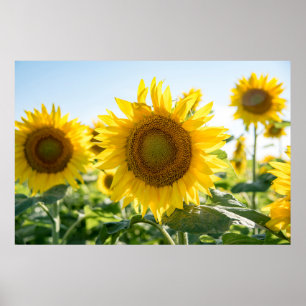 Póster poster de pared de 36x24