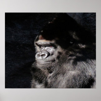 Póster Poster de pared de gorila