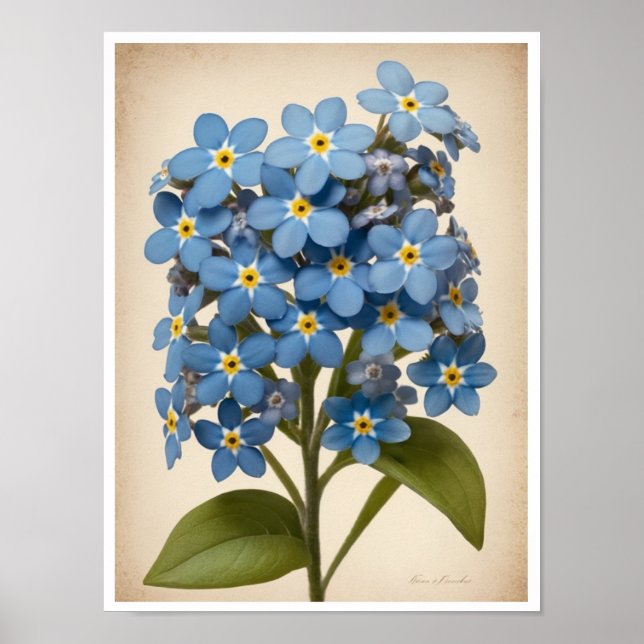 Póster Poster de pared hermoso Poster de flores nomeolvid (Frente)