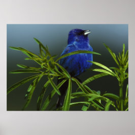 Póster Poster de pared natural de foto de pájaro azul