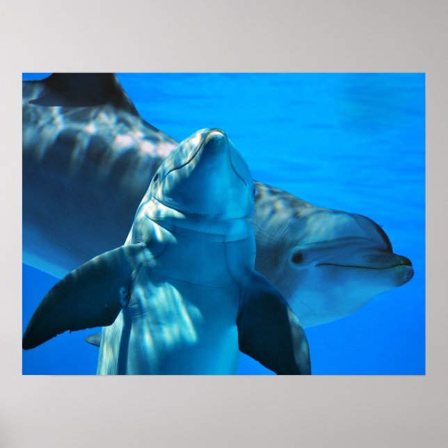 Póster Poster de pares de delfines curiosos (Frente)