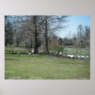 Póster Poster de Park Ducks de Marzo