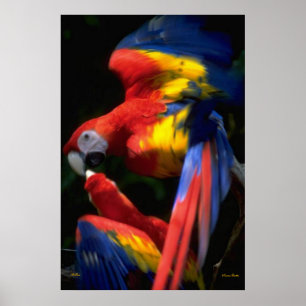 Póster Poster De Parrots In Love