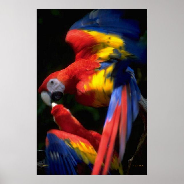 Póster Poster De Parrots In Love (Frente)