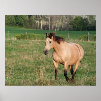 Póster Poster de paseo de Buckskin