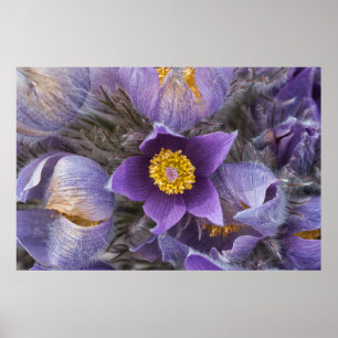 Póster Poster de Pasqueflower