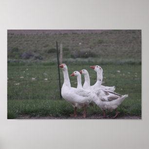 Póster Poster de pato