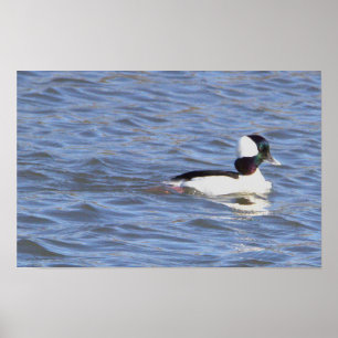 Póster Poster de pato Bufflehead