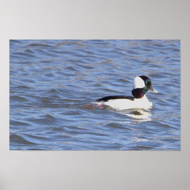 Póster Poster de pato Bufflehead (Frente)