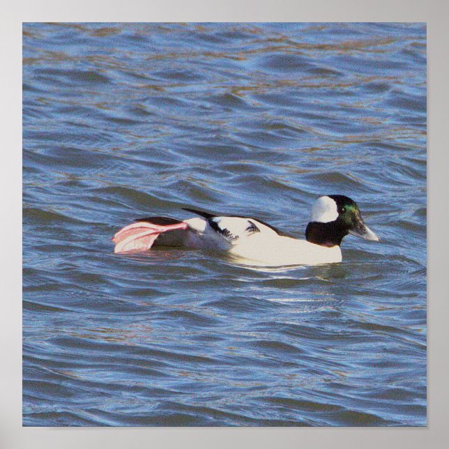 Póster Poster de pato Bufflehead (Frente)