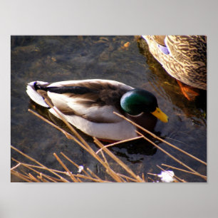 Póster Poster de pato de madera