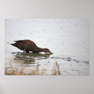 Póster Poster de pato en agua