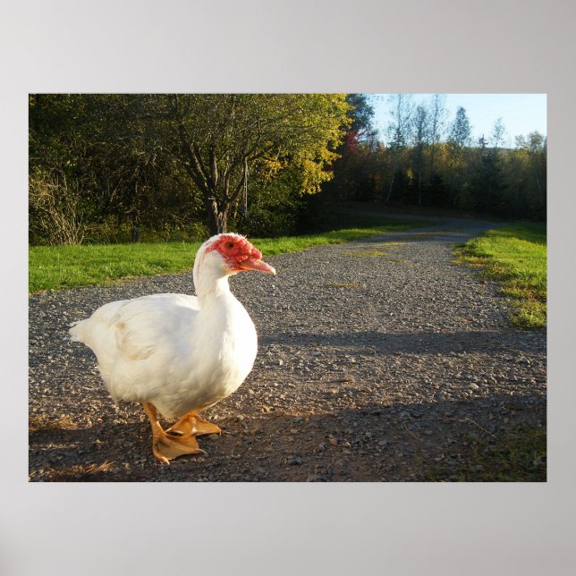 Póster Poster de pato macho muscovy (Frente)