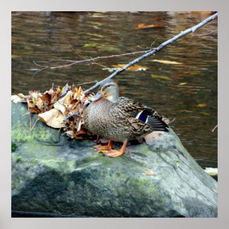 Póster Poster de pato mallard 24X24