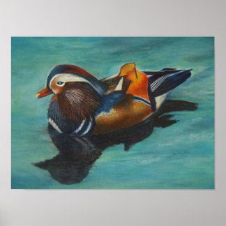 Póster Poster de pato mandarín