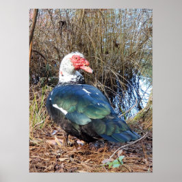 Póster Poster de pato muscovy