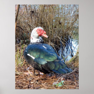 Póster Poster de pato muscovy