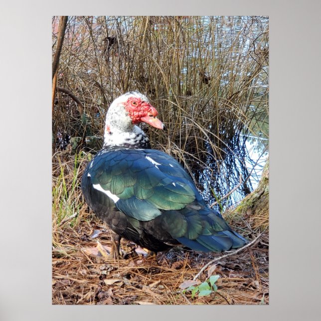 Póster Poster de pato muscovy (Frente)