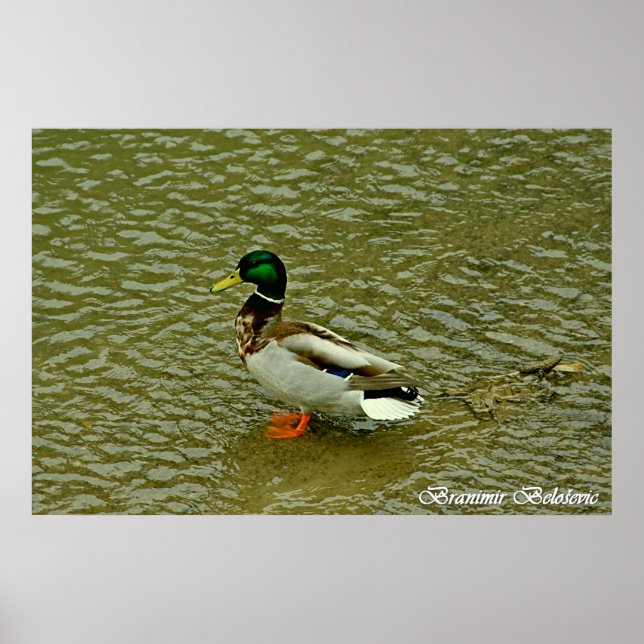 Póster Poster de pato salvaje (Frente)