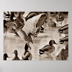 Póster Poster de pato volador Mallard en Sepia