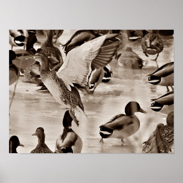 Póster Poster de pato volador Mallard en Sepia (Frente)