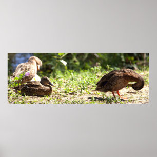 Póster Poster de patos