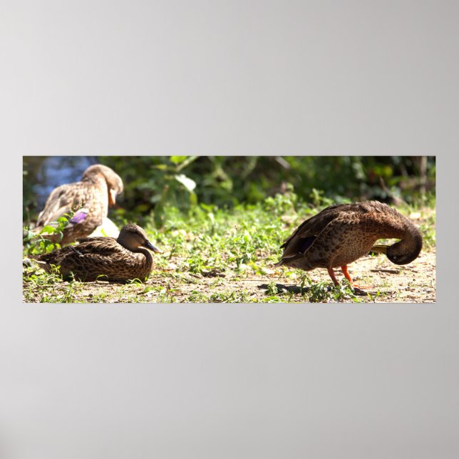 Póster Poster de patos (Frente)