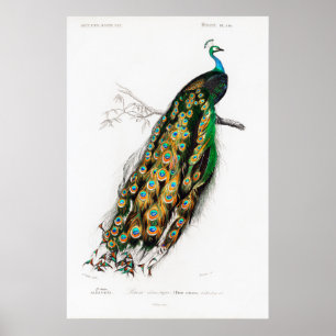 Póster poster de pavo real