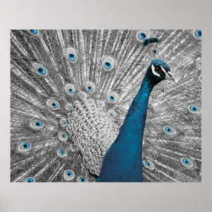 Póster Poster de pavo real plateado y turquesa