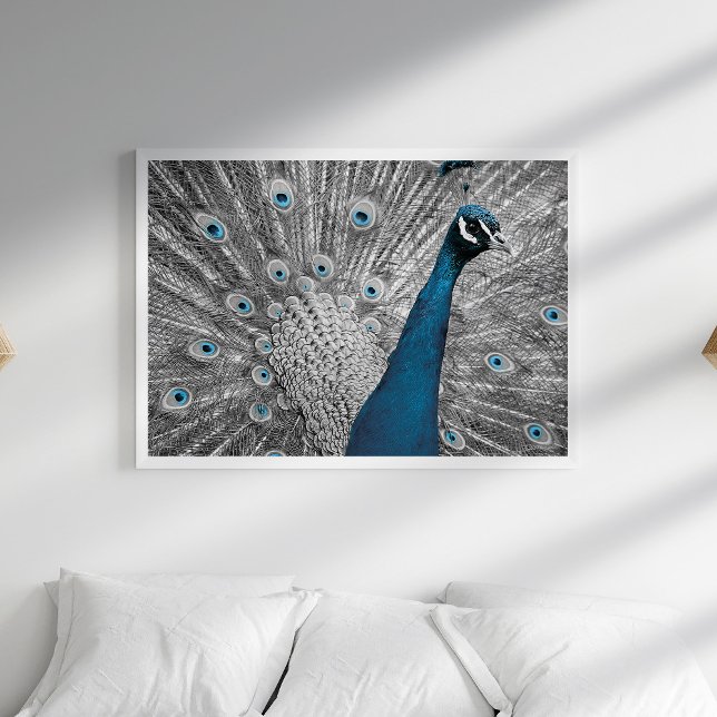 Póster Poster de pavo real plateado y turquesa (Silver and Turquoise Peacock Poster in a white bedroom with pillows.)