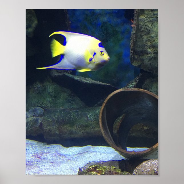 Póster Poster de peces amarillo blanco (Frente)